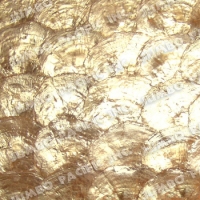 natural-gold-half-moon-scallop