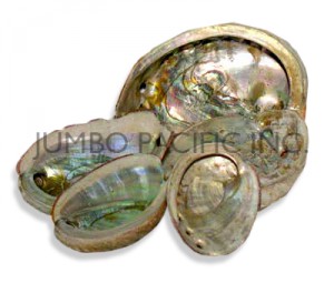 mother-of-pearl-shells