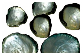 blacklip-shells